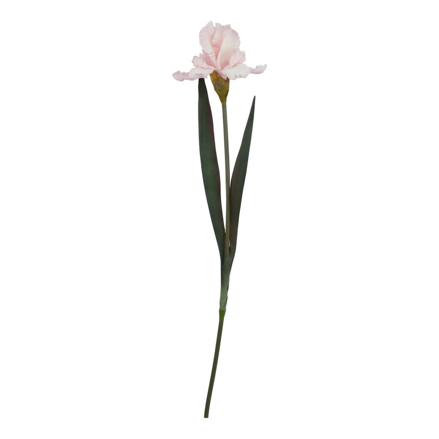 The Natural Garden Collection Pale Pink Fringed Iris - Luxury Artificial Flower Single Stem Luxury Home Decor Garden & Outdoor And Gifts