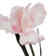 The Natural Garden Collection Pale Pink Fringed Iris - Luxury Artificial Flower Single Stem Luxury Home Decor Garden & Outdoor And Gifts