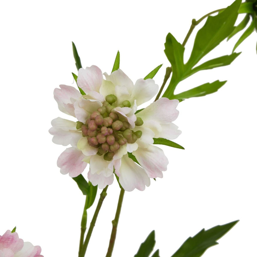 The Natural Garden Collection Pale Pink Scabious Stem Luxury Home Decor Garden & Outdoor And Gifts