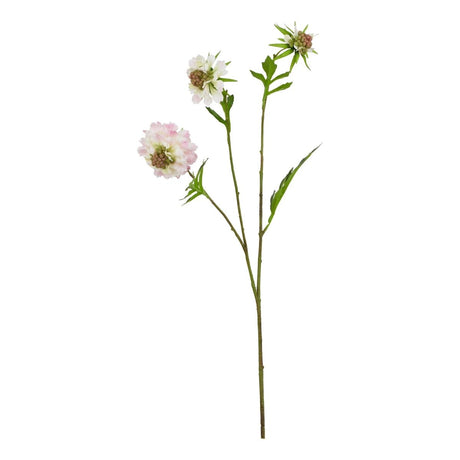The Natural Garden Collection Pale Pink Scabious Stem Luxury Home Decor Garden & Outdoor And Gifts