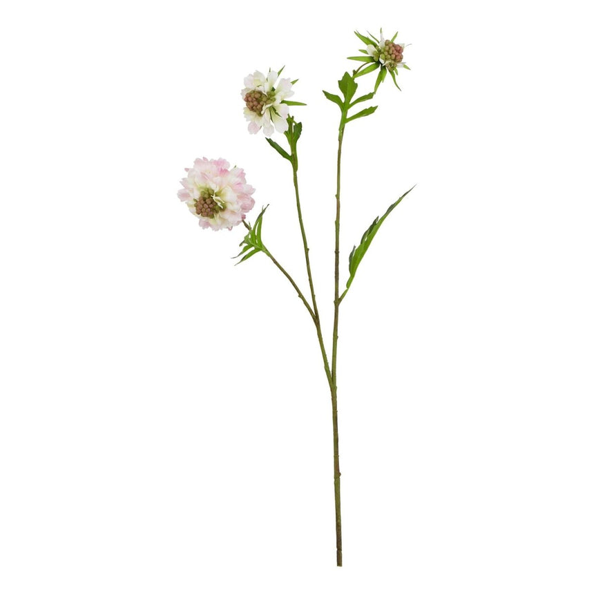 The Natural Garden Collection Pale Pink Scabious Stem Luxury Home Decor Garden & Outdoor And Gifts