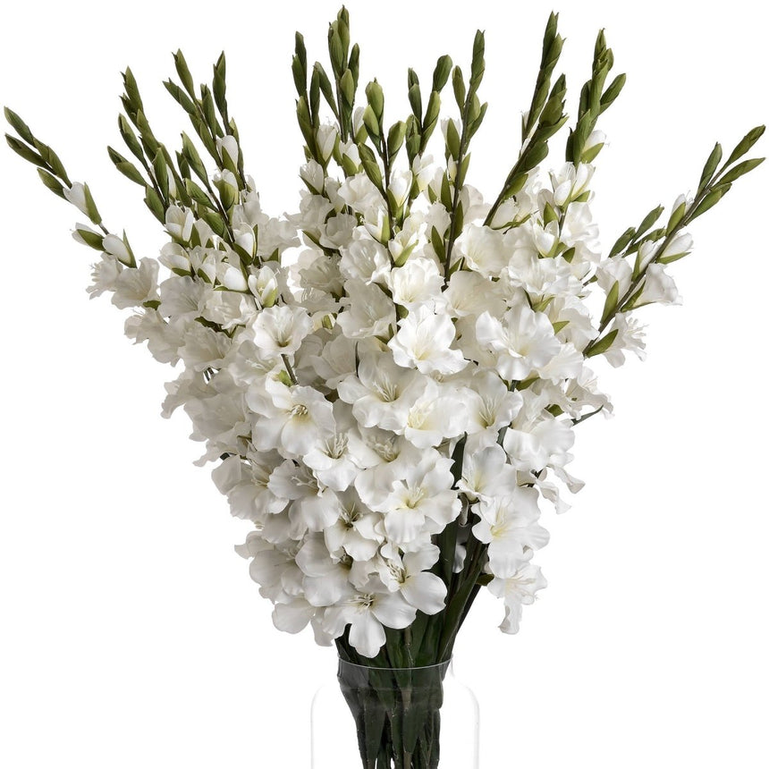 White Gladioli Luxury Home Decor Garden & Outdoor And Gifts