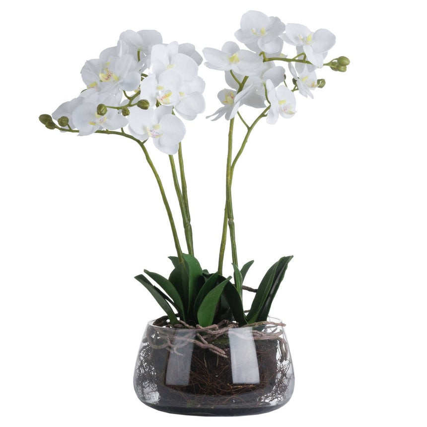 White Orchid In Glass Pot Luxury Home Decor Garden & Outdoor And Gifts