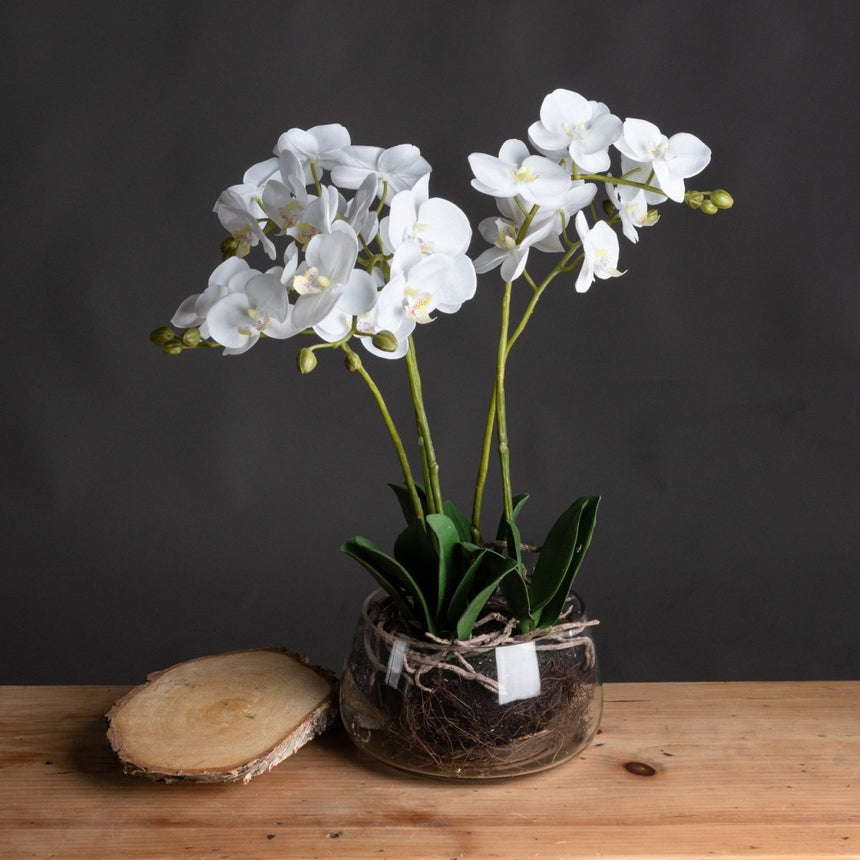 White Orchid In Glass Pot Luxury Home Decor Garden & Outdoor And Gifts