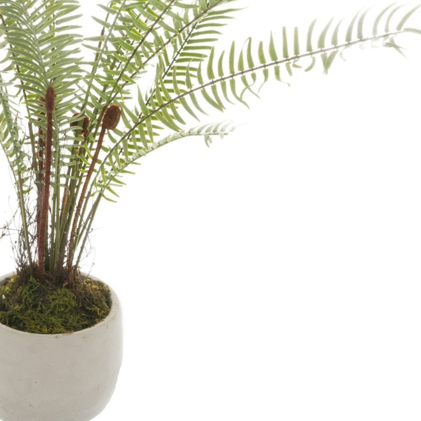 White Potted Boston Fern Luxury Home Decor Garden & Outdoor And Gifts