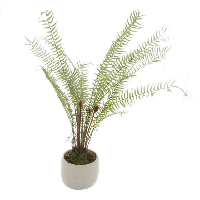 White Potted Boston Fern Luxury Home Decor Garden & Outdoor And Gifts