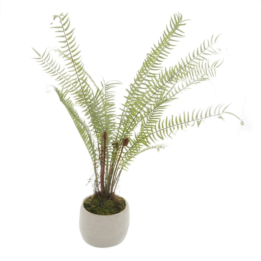 White Potted Boston Fern Luxury Home Decor Garden & Outdoor And Gifts