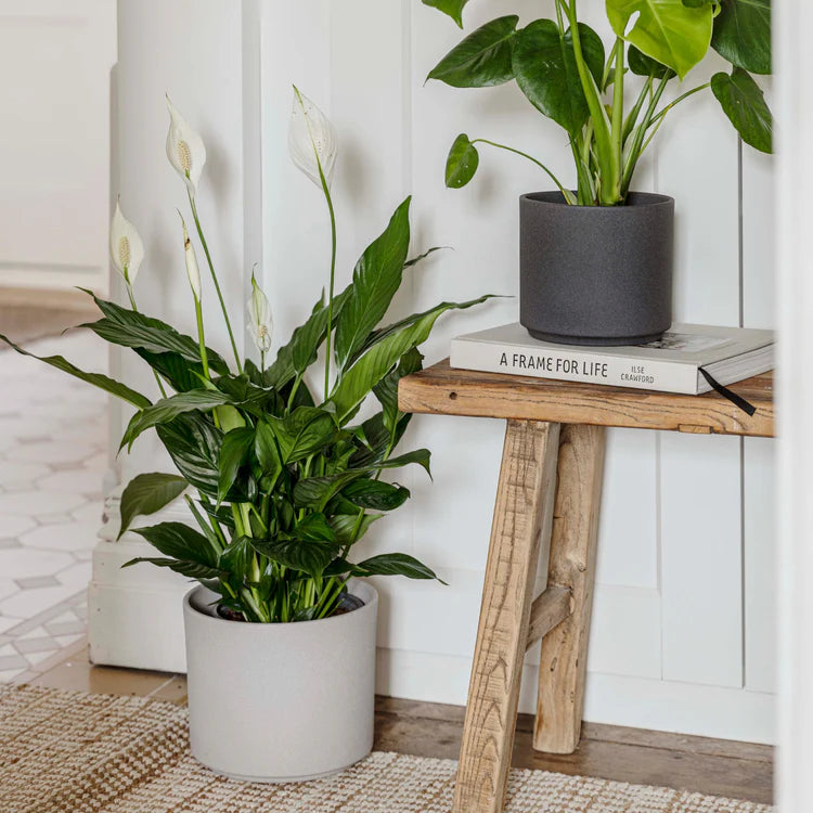 Extra Large Indoor Cement Grey Ceramic Plant Pot