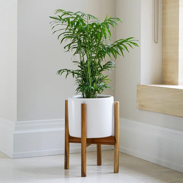 Anzio Indoor Planter w/Legs White Ceramic - Mid Century Design - Premium Glaze Waterproof Quality Home Decor Garden & Outdoor Living and Gifts