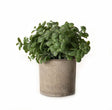 Basil Plant In Stone Effect Pot - Artificial Potted Plants Artificial Flora - Decor Sanctuary UK curated collection of luxury home decor