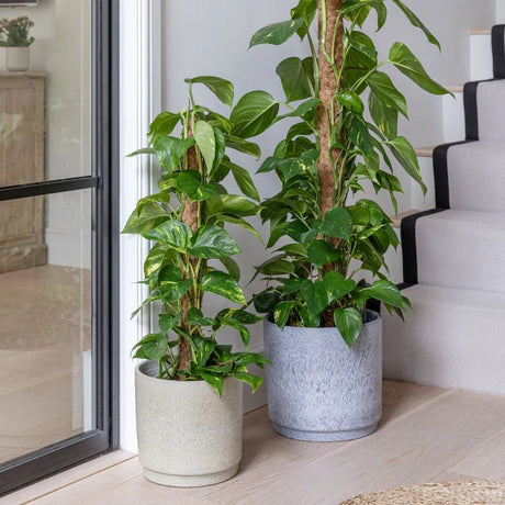 Blue Marble Finish Indoor Planter - Handmade in Portugal Luxury Home Decor Garden & Outdoor And Gifts