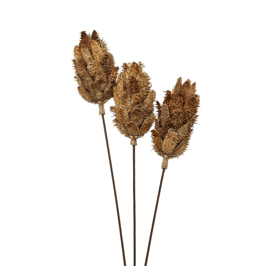 Bouquet Of Dried Protea - Best Preserved Dried Flowers Online Luxury Home Decor Garden & Outdoor And Gifts