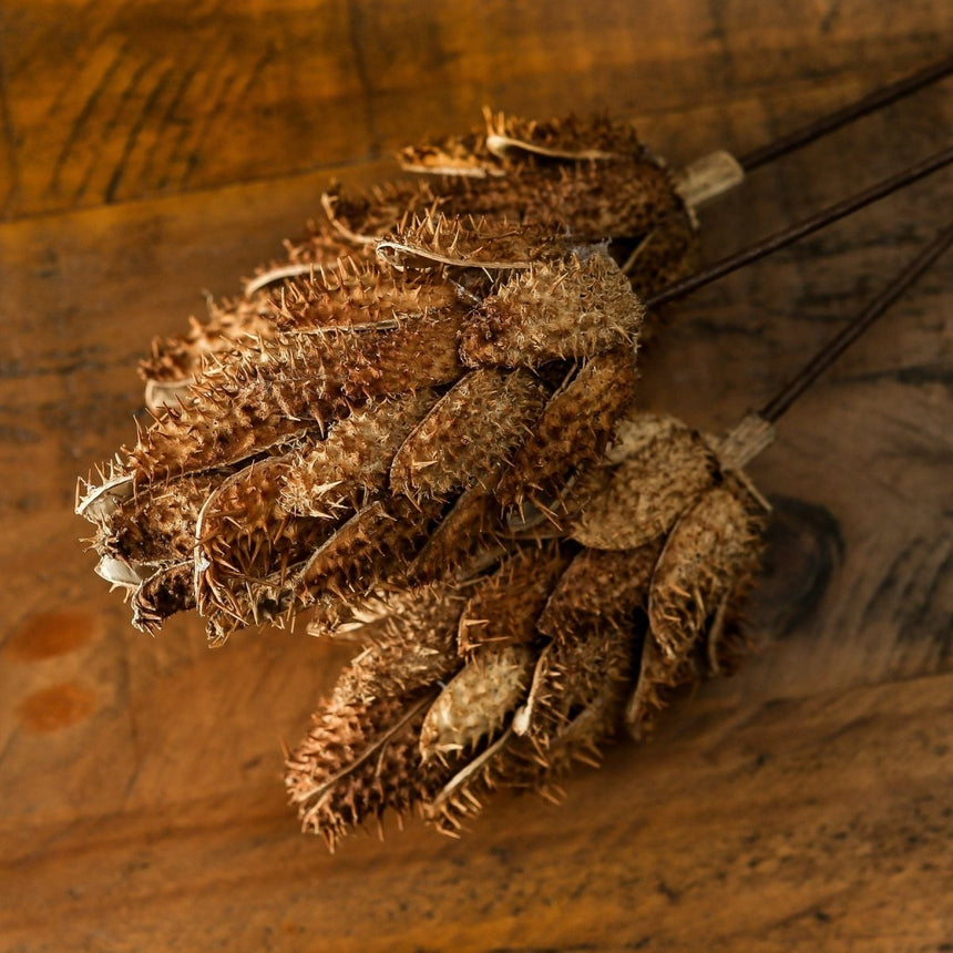 Bouquet Of Dried Protea - Best Preserved Dried Flowers Online Luxury Home Decor Garden & Outdoor And Gifts