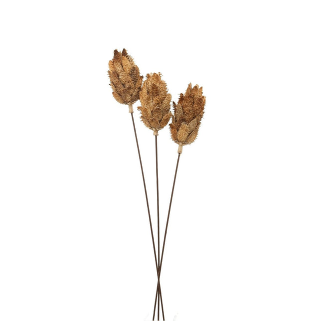 Bouquet Of Dried Protea - Best Preserved Dried Flowers Online Luxury Home Decor Garden & Outdoor And Gifts