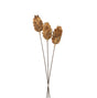 Bouquet Of Dried Protea - Best Preserved Dried Flowers Online Luxury Home Decor Garden & Outdoor And Gifts