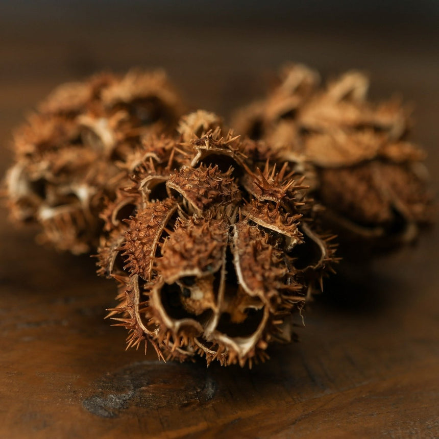 Bouquet Of Dried Protea - Best Preserved Dried Flowers Online Luxury Home Decor Garden & Outdoor And Gifts