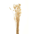 Bouquet Of Tall Bunny Tails - Best Preserved Dried Flowers Online Luxury Home Decor Garden & Outdoor And Gifts