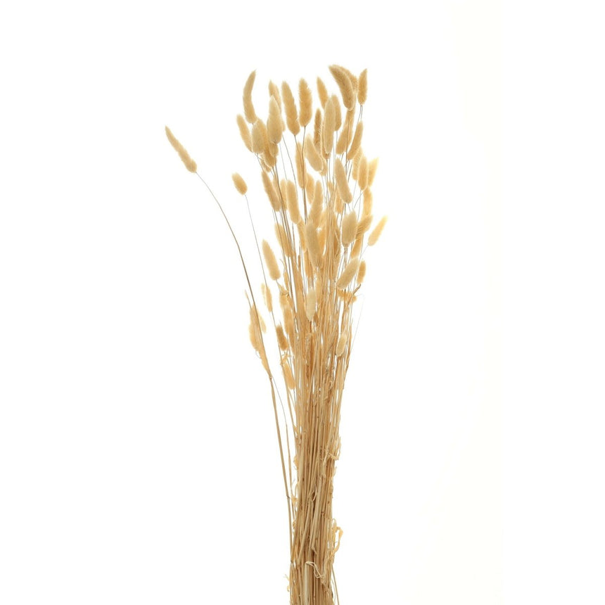 Bouquet Of Tall Bunny Tails - Best Preserved Dried Flowers Online Luxury Home Decor Garden & Outdoor And Gifts