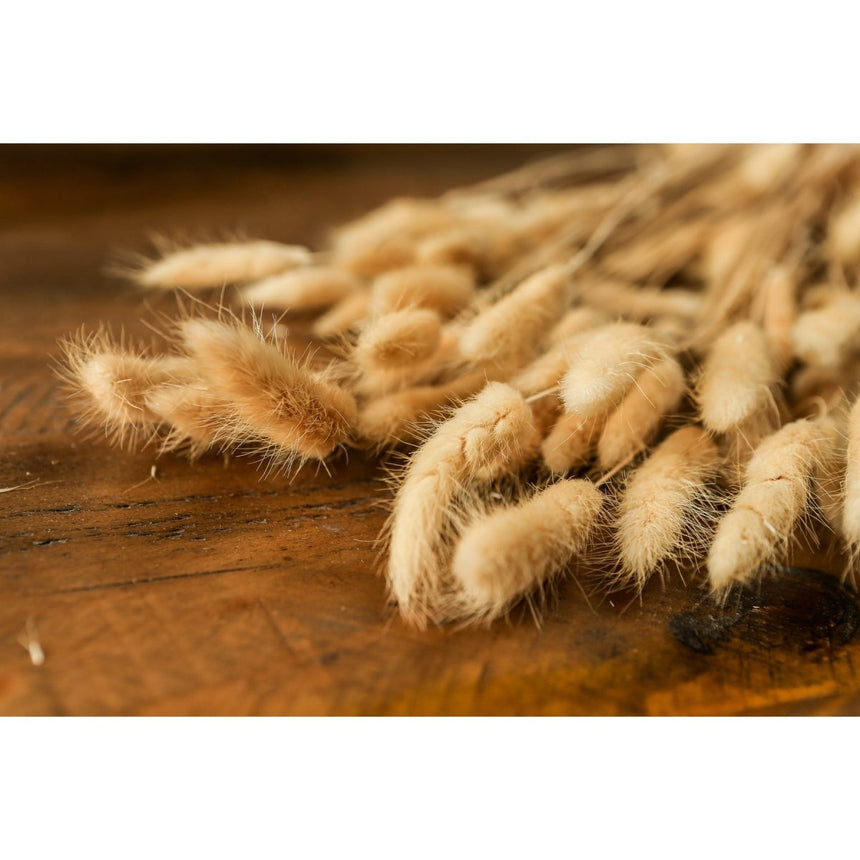 Bouquet Of Tall Bunny Tails - Best Preserved Dried Flowers Online Luxury Home Decor Garden & Outdoor And Gifts