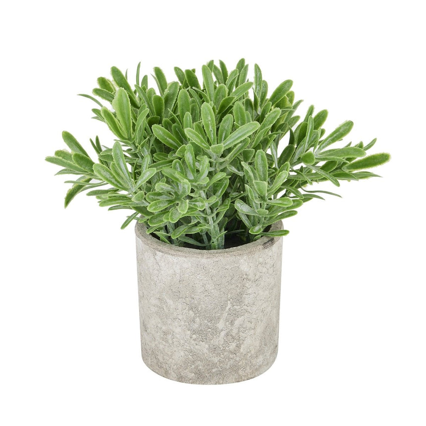 Buxus Plant In Stone Effect Pot - Artificial Potted Plants Luxury Home Decor Garden & Outdoor And Gifts