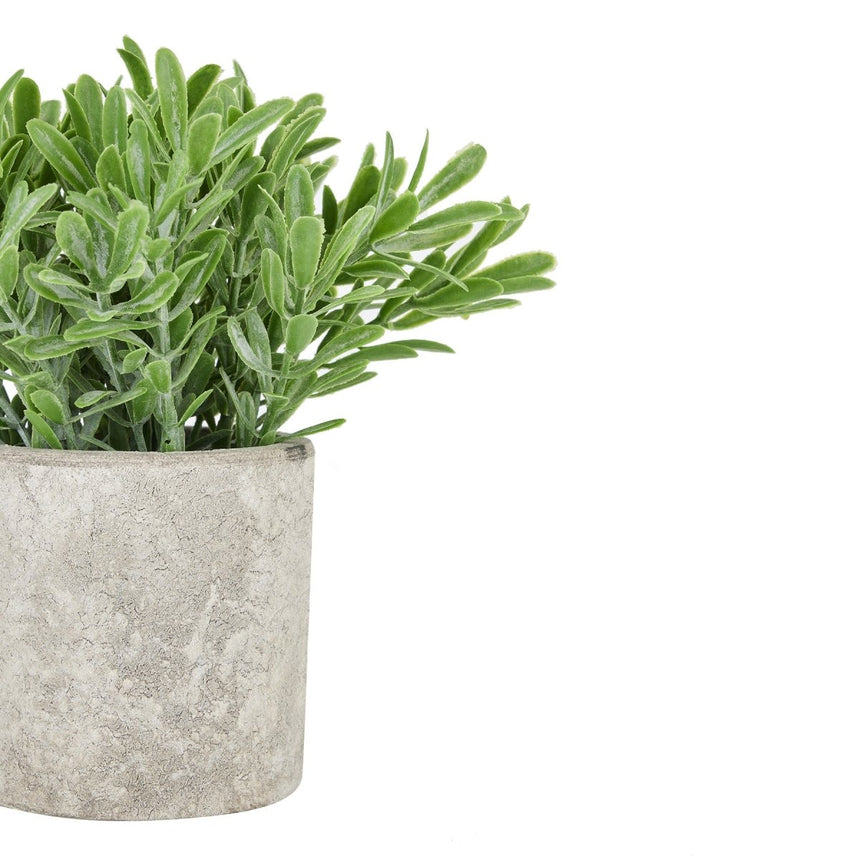 Buxus Plant In Stone Effect Pot - Artificial Potted Plants Luxury Home Decor Garden & Outdoor And Gifts