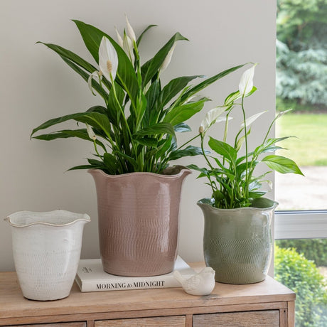 Camellia Indoor Planter Sage Green Ceramic - Scalloped Edge, Waterproof, Handfinished Quality Home Decor Garden & Outdoor Living and Gifts