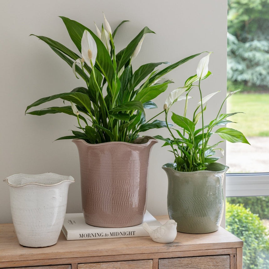 Camellia Indoor Planter Sage Green Ceramic - Scalloped Edge, Waterproof, Handfinished Quality Home Decor Garden & Outdoor Living and Gifts