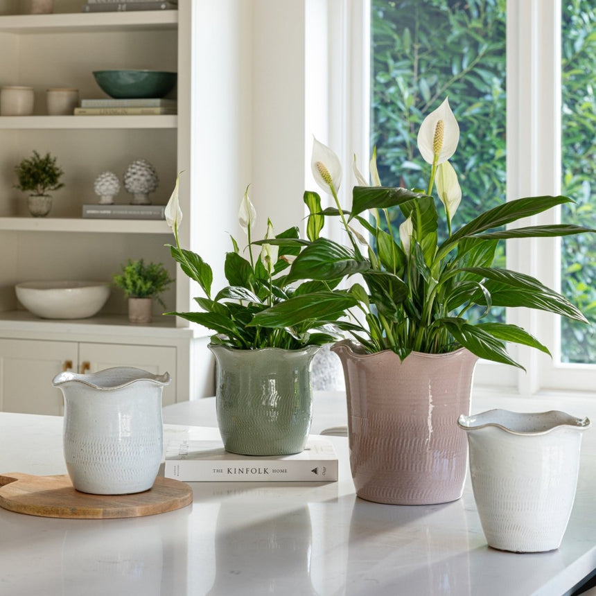 Camellia Indoor Planter White Ceramic - Scalloped Edge, Waterproof, Handfinished Quality Home Decor Garden & Outdoor Living and Gifts