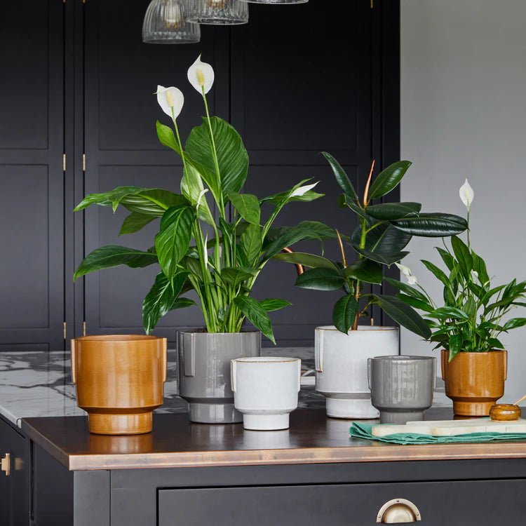 Charcoal Grey Stoneware Indoor Planter - Glazed Handles Luxury Home Decor Garden & Outdoor And Gifts