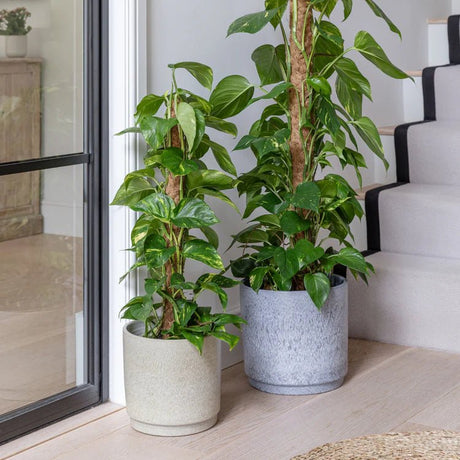Cream Marble Finish Indoor Planter - Handmade in Portugal Luxury Home Decor Garden & Outdoor And Gifts