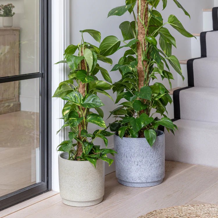 Cream Marble Finish Indoor Planter - Handmade in Portugal Luxury Home Decor Garden & Outdoor And Gifts
