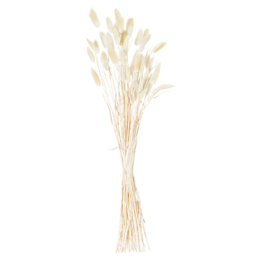 Dried Natural Bunny Tail Bunch Of 40 - Realistic Artificial Flower Single Stem Luxury Home Decor Garden & Outdoor And Gifts