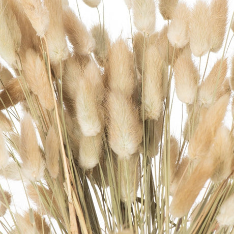 Dried Natural Bunny Tail Bunch Of 40 - Realistic Artificial Flower Single Stem Luxury Home Decor Garden & Outdoor And Gifts