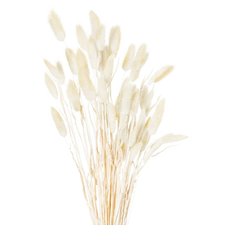 Dried Natural Bunny Tail Bunch Of 40 - Realistic Artificial Flower Single Stem Luxury Home Decor Garden & Outdoor And Gifts