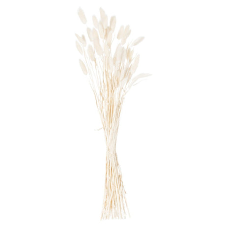 Dried White Bunny Tail Bunch Of 60 - Realistic Artificial Flower Single Stem Luxury Home Decor Garden & Outdoor And Gifts