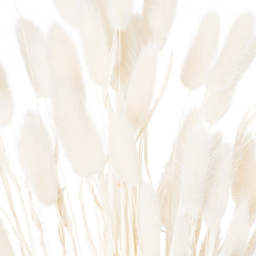 Dried White Bunny Tail Bunch Of 60 - Realistic Artificial Flower Single Stem Luxury Home Decor Garden & Outdoor And Gifts
