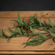 Eucalyptus Nicholii Spray - Realistic Artificial Flower Single Stem Luxury Home Decor Garden & Outdoor And Gifts