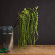 Green Amaranthus - Realistic Artificial Flower Single Stem Luxury Home Decor Garden & Outdoor And Gifts