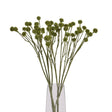 Green Craspedia - Realistic Artificial Flower Single Stem Luxury Home Decor Garden & Outdoor And Gifts