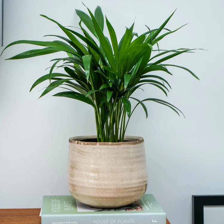 Ivory Cream Ceramic Indoor Plant Pot Luxury Home Decor Garden & Outdoor And Gifts