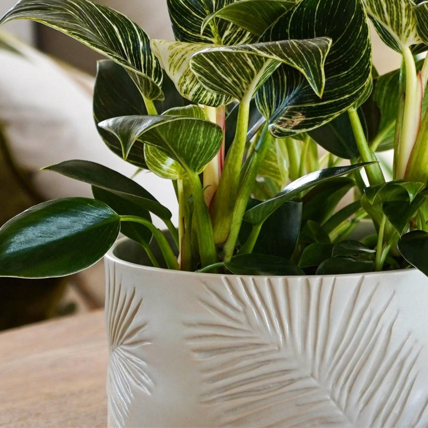 Kew Gardens Stoneware Palm Leaves Bowl Indoor Planter - Ivory White & Handmade Luxury Home Decor Garden & Outdoor And Gifts