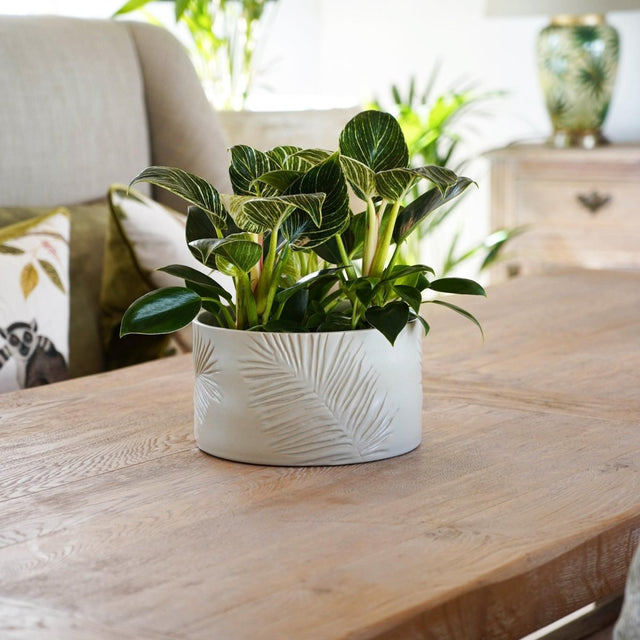 Kew Gardens Stoneware Palm Leaves Bowl Indoor Planter - Ivory White & Handmade Luxury Home Decor Garden & Outdoor And Gifts