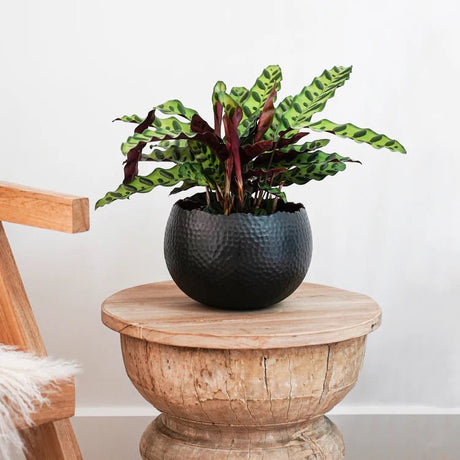 Large Black & Copper Hammered Bowl - Accent Piece and/or Waterproof Indoor Planter Luxury Home Decor Garden & Outdoor And Gifts