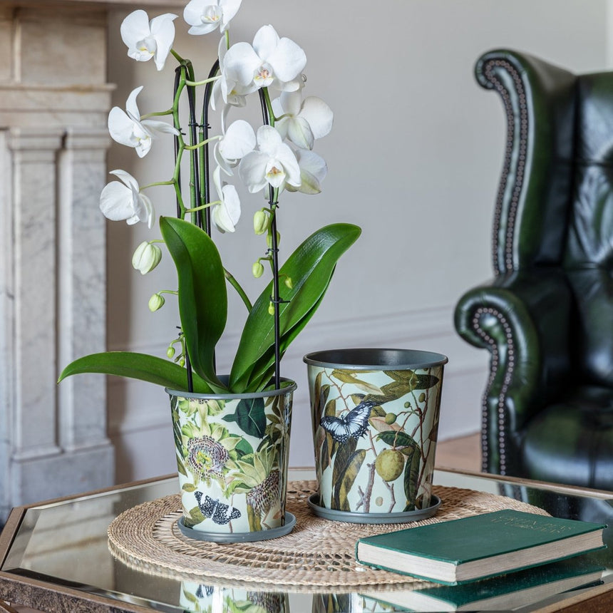 Large Kew Gardens Archive Print Metal Planter & Saucer Set - Comes in a Gift Box Luxury Home Decor Garden & Outdoor And Gifts