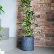 Large Kew Gardens Stoneware Dark Grey Indoor Planter - Handmade With a Meadow Flowers Embossed Pattern Luxury Home Decor Garden & Outdoor And Gifts