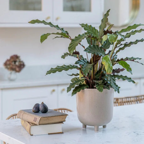 Large Oat Cream Speckled Indoor Plant Pot Luxury Home Decor Garden & Outdoor And Gifts