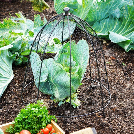Large Outdoor Garden Wire Netted Plant Protector Cage/Cover Zinc Finish - Frost Resistant Quality Home Decor Garden & Outdoor Living and Gifts