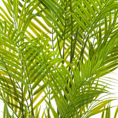 Large Paradise Potted Palm Luxury Home Decor Garden & Outdoor And Gifts
