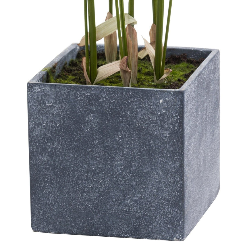 Large Paradise Potted Palm Luxury Home Decor Garden & Outdoor And Gifts