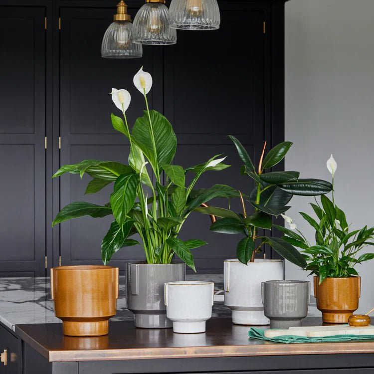 Milky White Stoneware Indoor Planter - Glazed Handles Luxury Home Decor Garden & Outdoor And Gifts